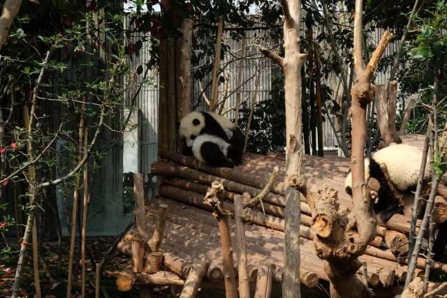 Adult, Sub-Adult and Juvenile Giant Panda Villas