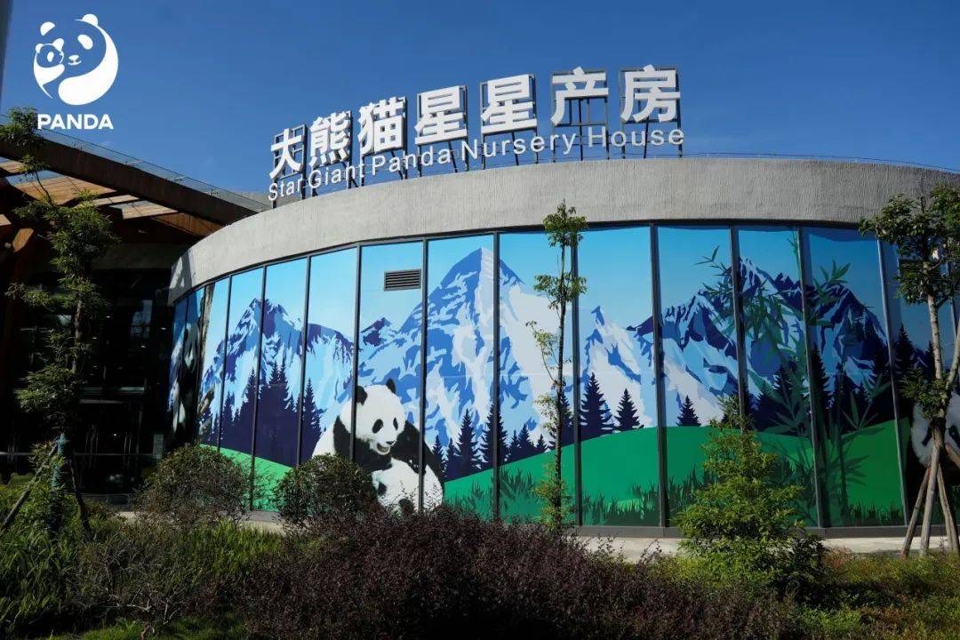 Giant Panda Star Delivery Room