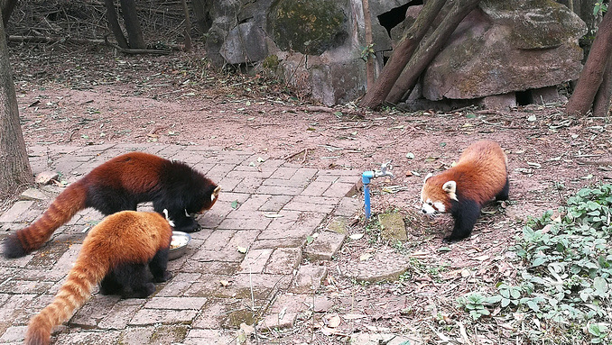 Red Panda No.1 & No.2 Activity Yards