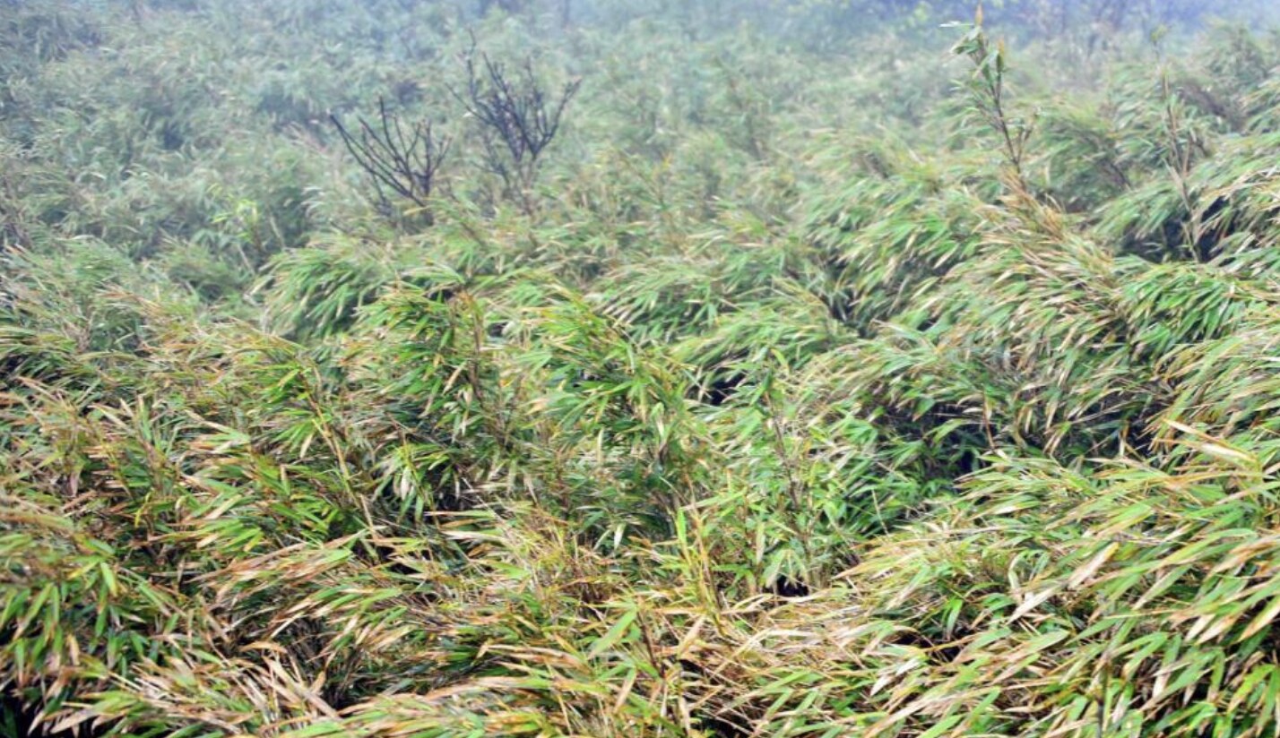Arrow Bamboo Forest Sea