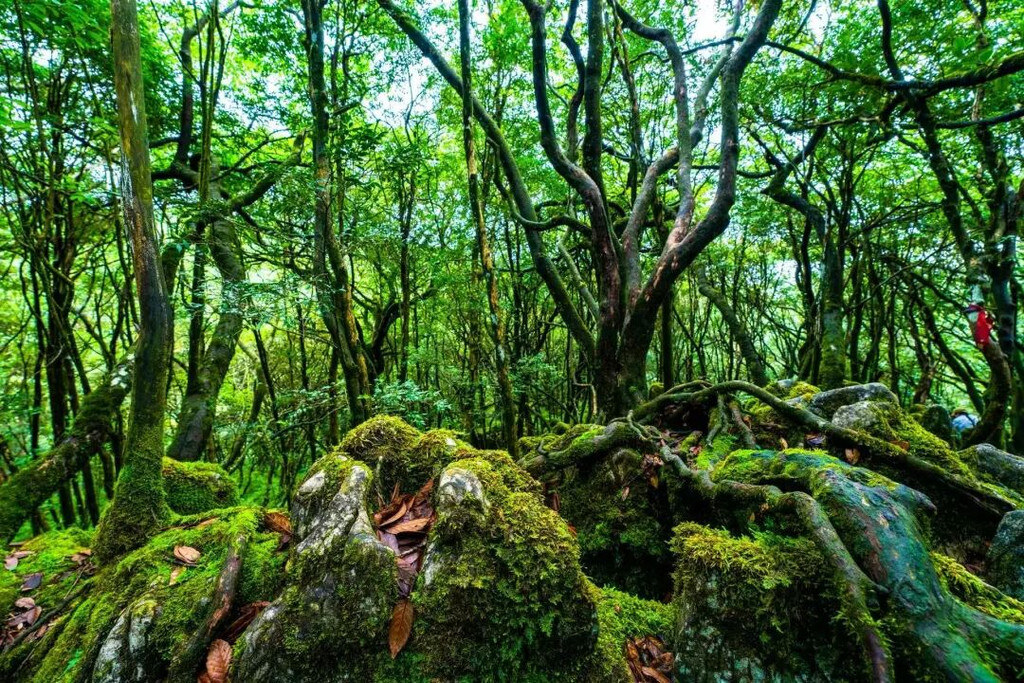 Ecological Stone Forest