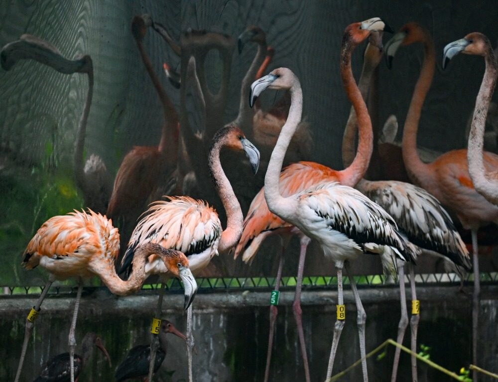 Bird Area
