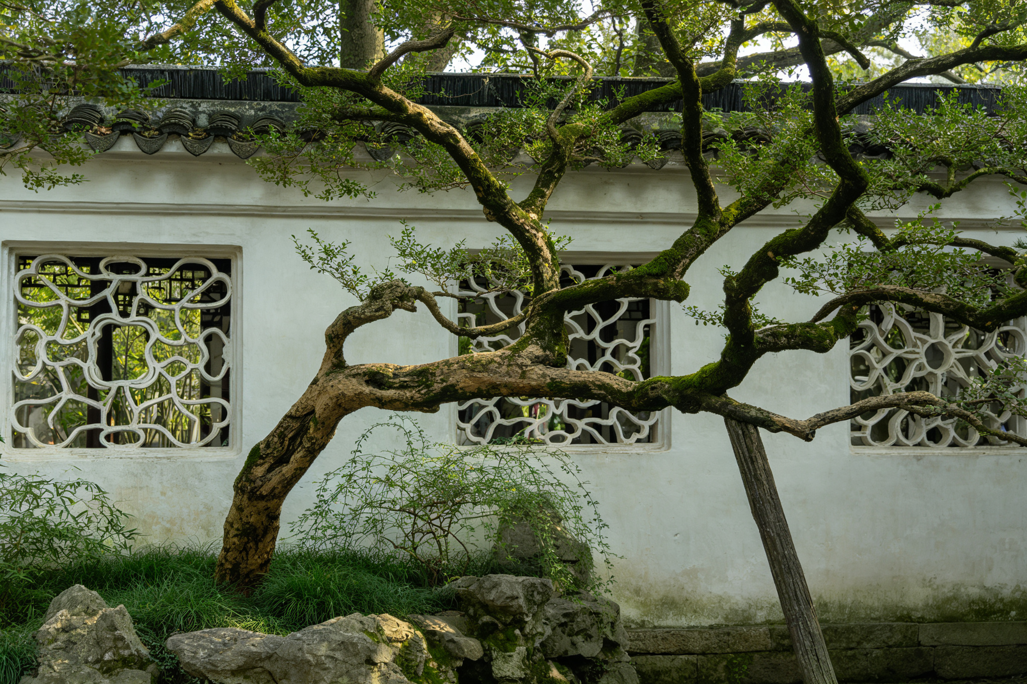 Ancient Trees Interlocking