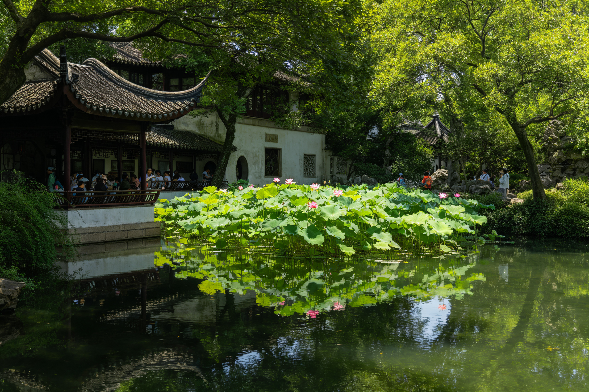 Lotus Pond